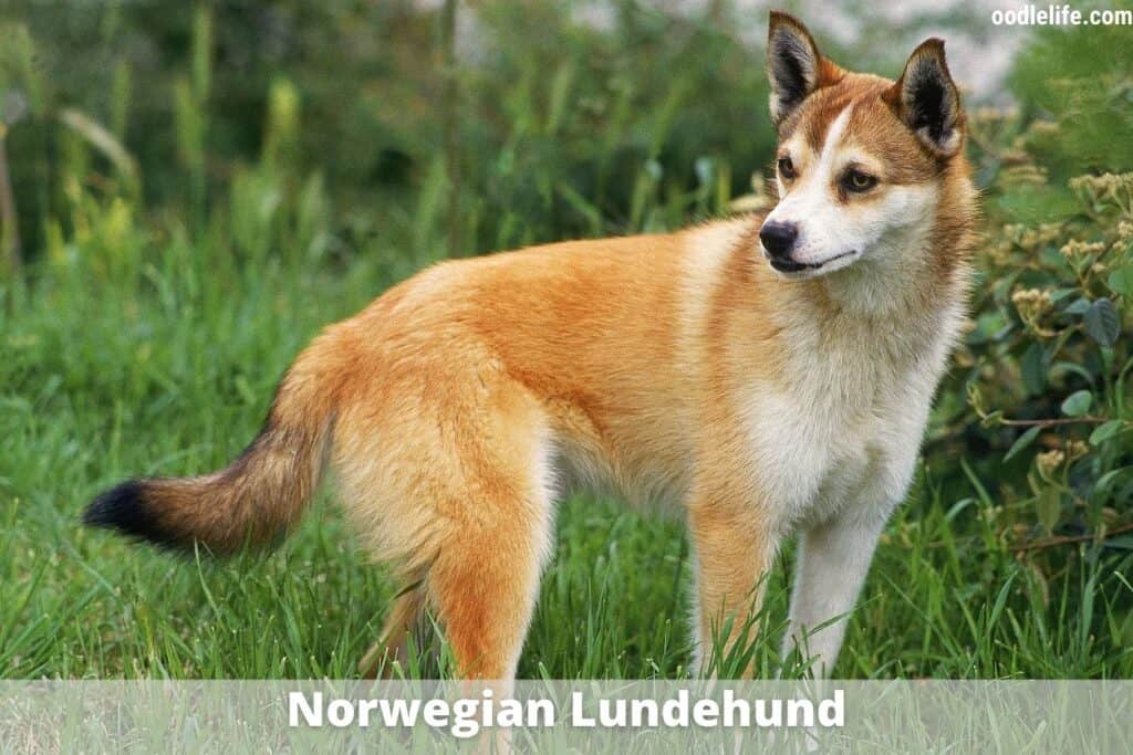 norwegian lundehund