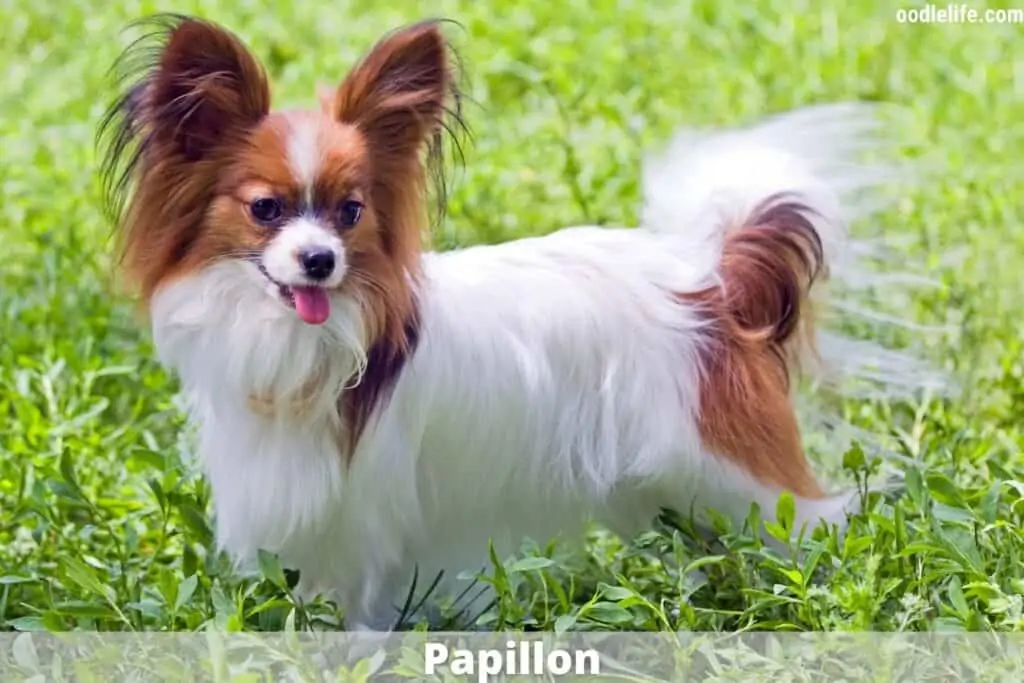 papillon