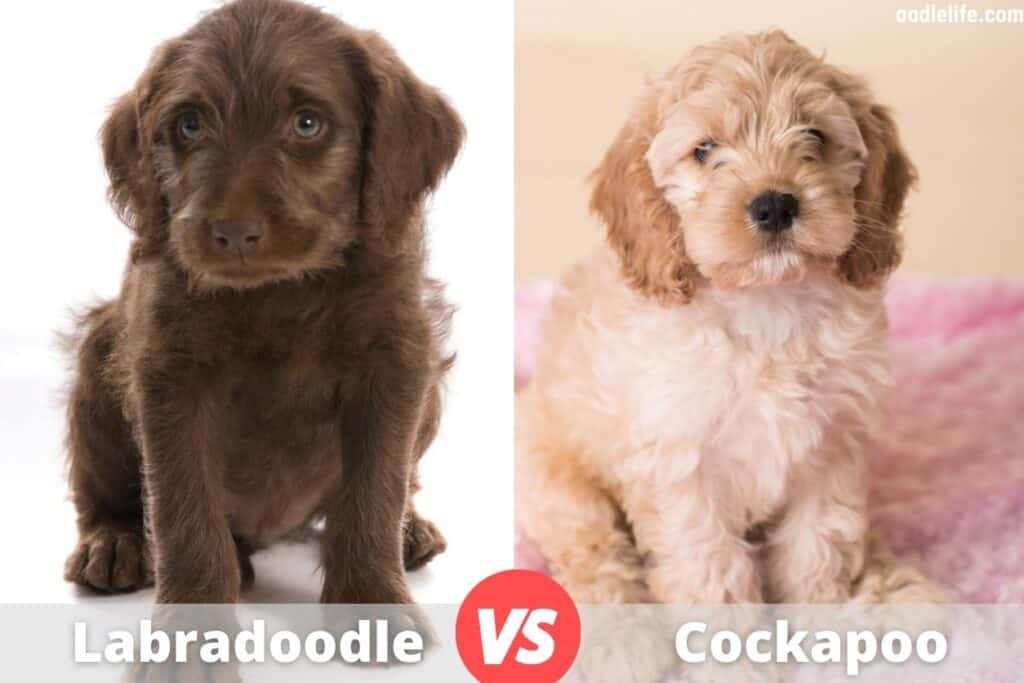 labadoodle and cockapoo puppy