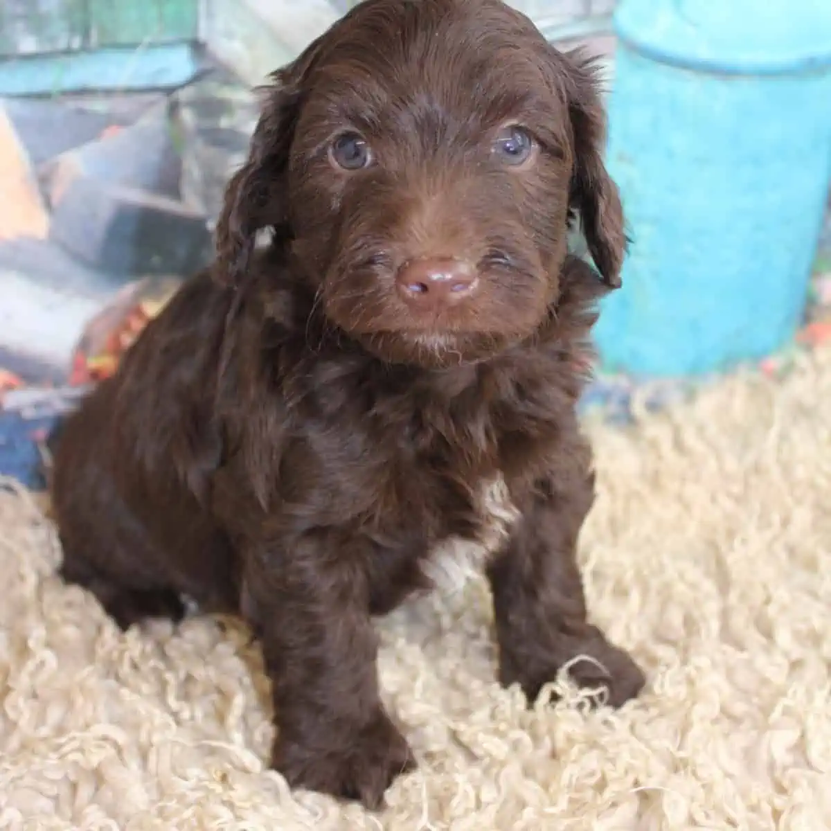 puppy with brown nose