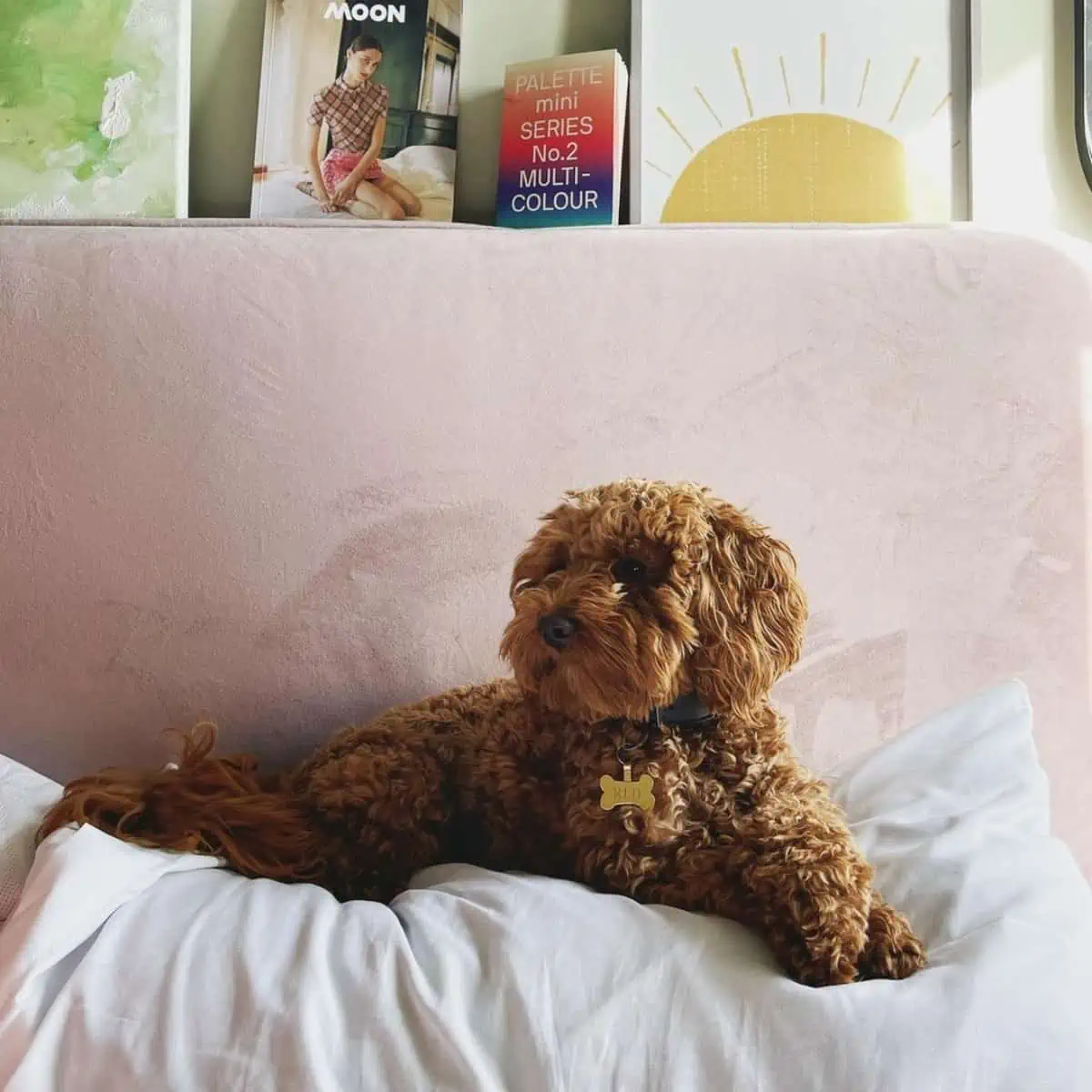 Cockapoo Vs Labradoodle: Breed Comparison - OodleLife®