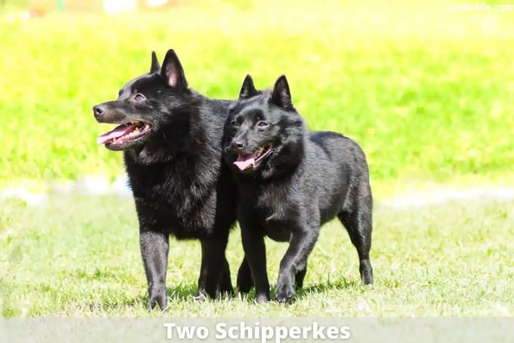 two Schipperkes