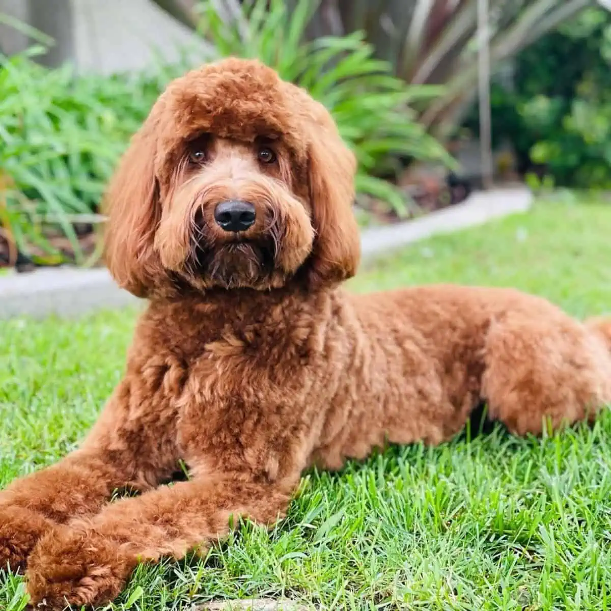 sitting quietly on grass