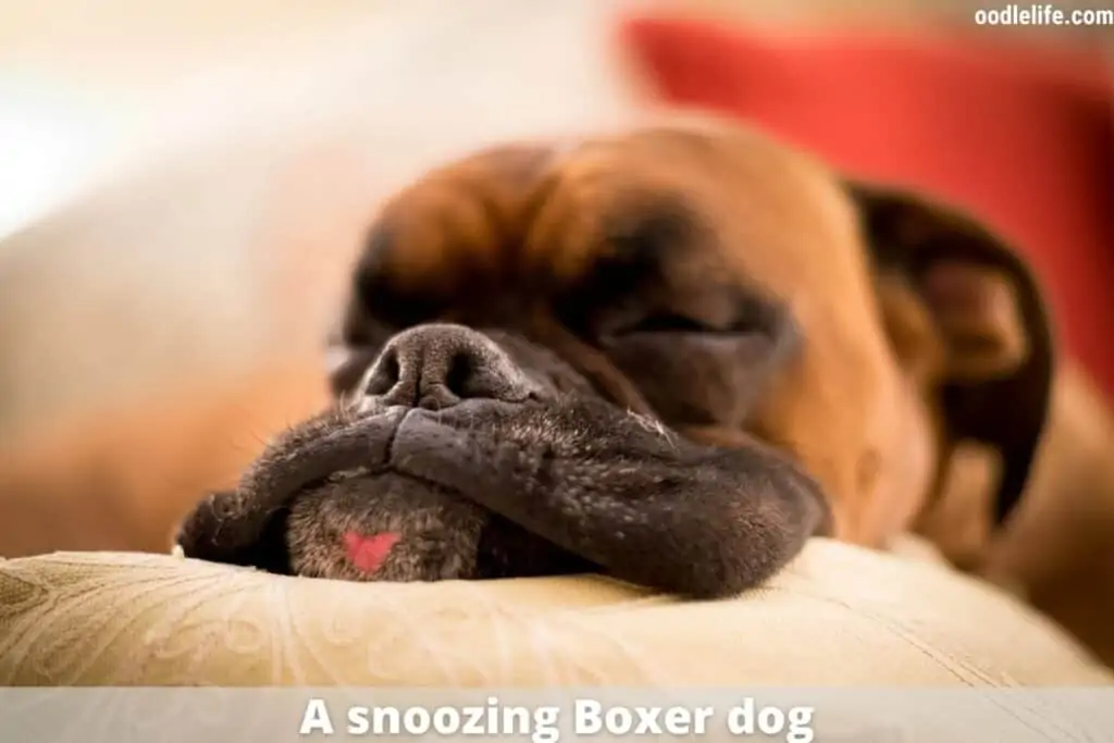 snoozing boxer dog