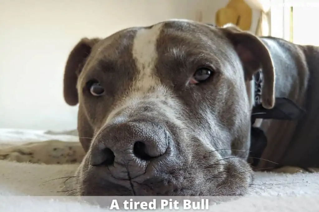 a tired pit bull snoozes