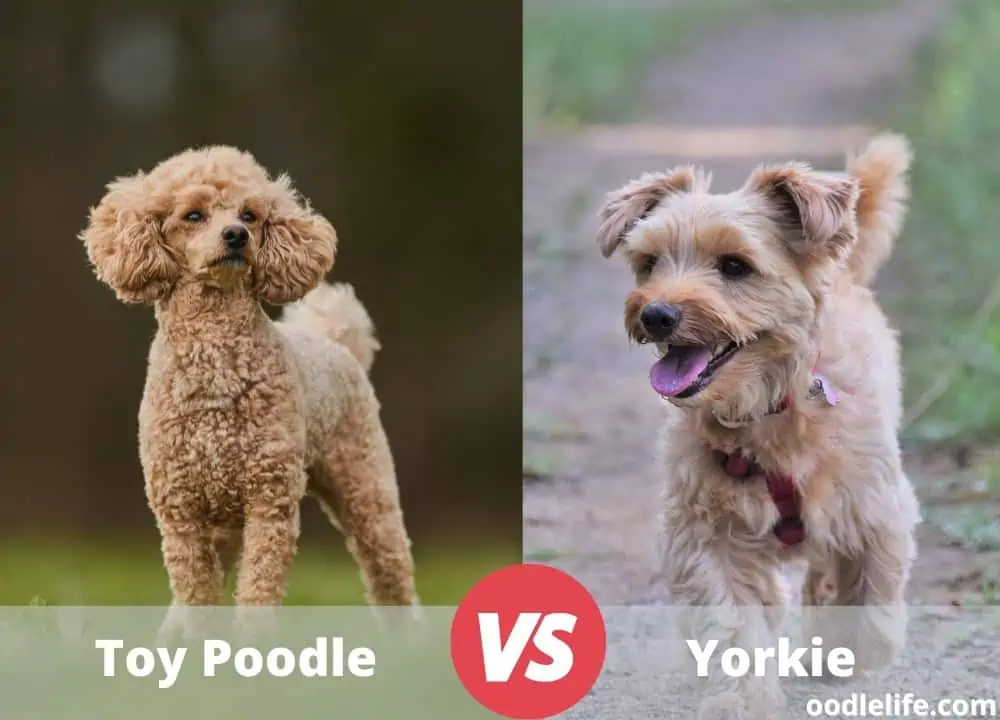 toy poodle vs yorkie