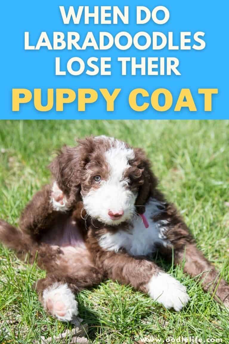 When Do Labradoodles Shed Their Puppy Coat? Oodle Life