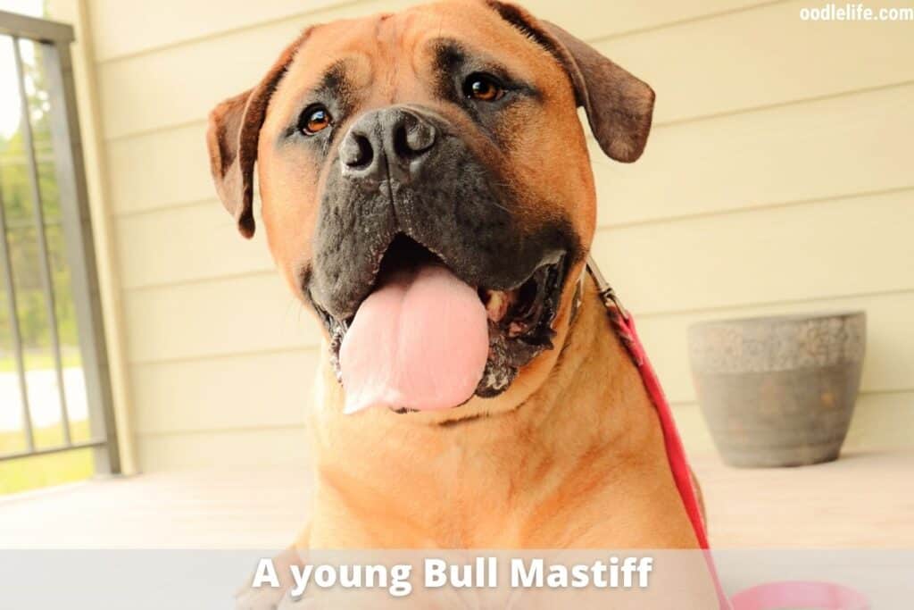 young bull mastiff