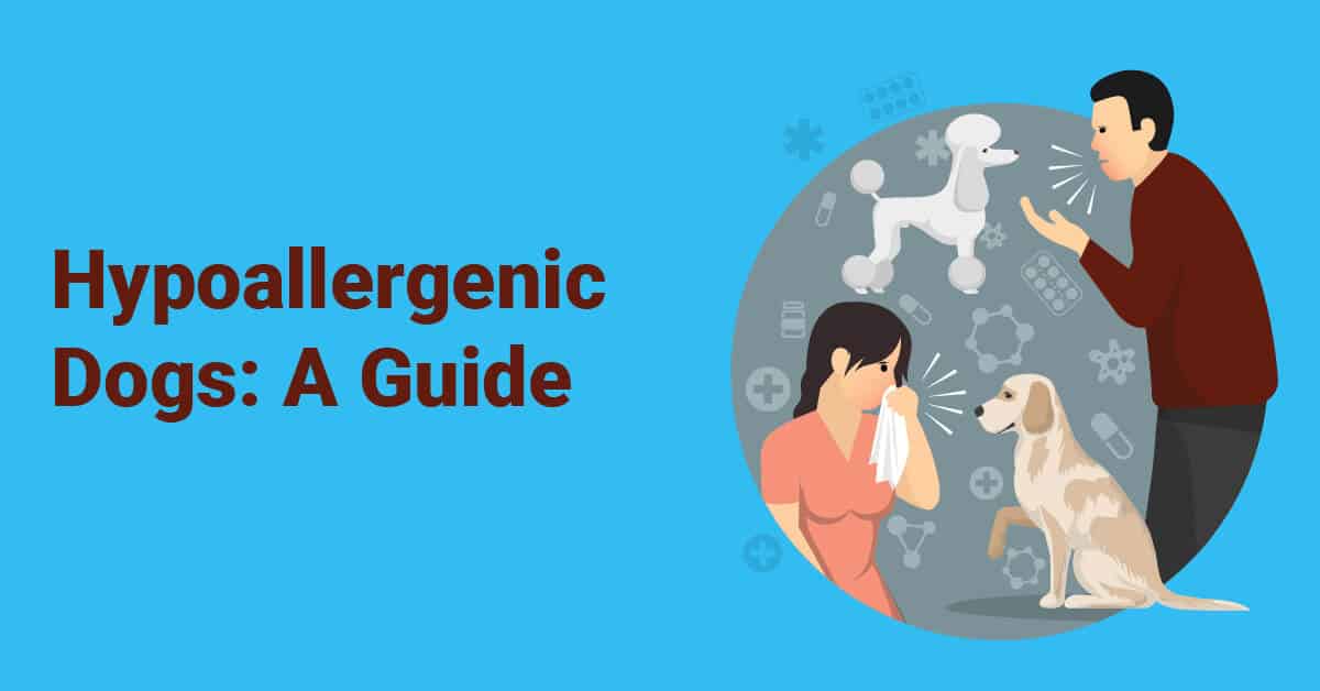 Best Hypoallergenic Dogs A Guide For Families And Kids Oodle Life Best Hypoallergenic Dogs A Guide For Families And Kids Oodle Life