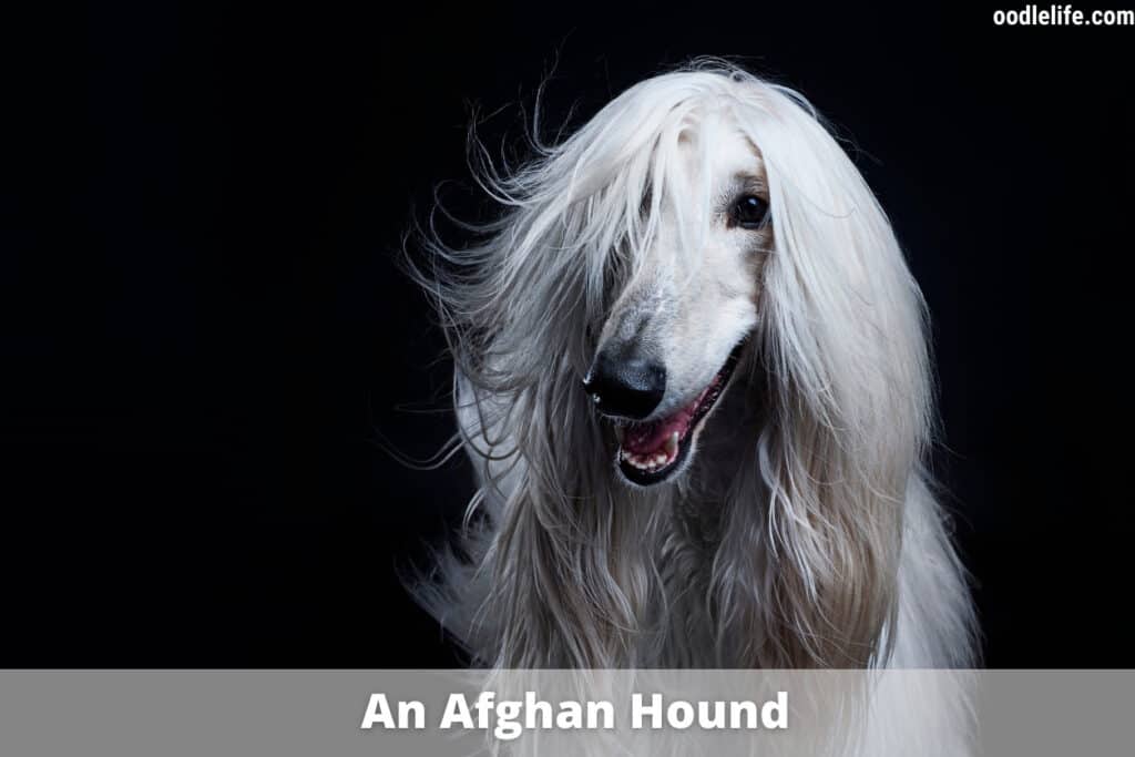 glorious afghan hound