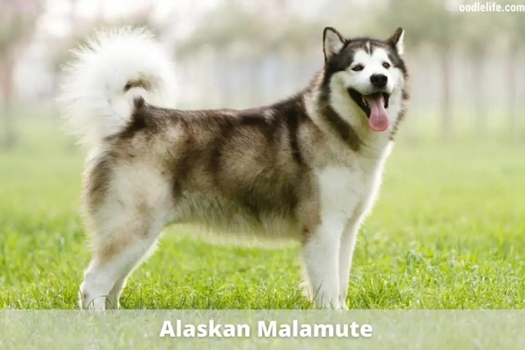 alaskan malamute