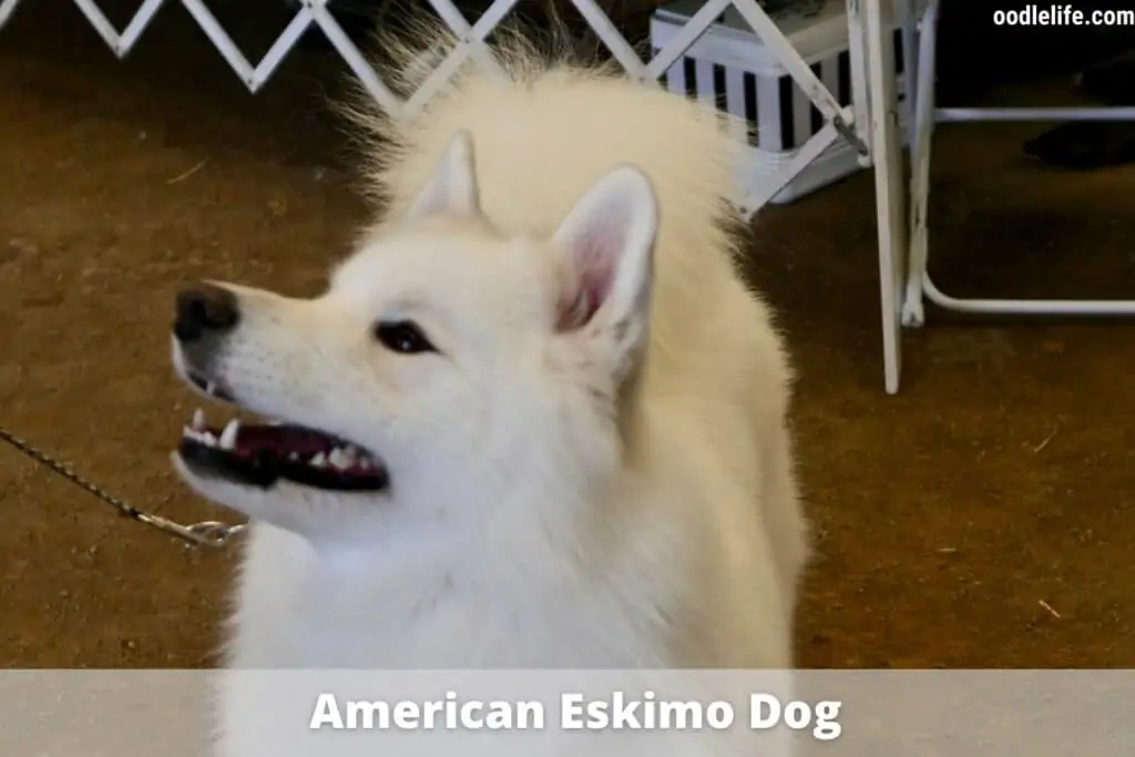 american eskimo dog