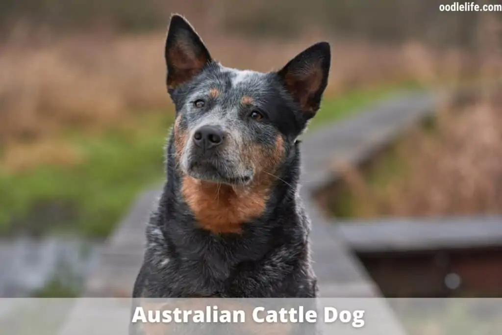 an Australian Cattle dog