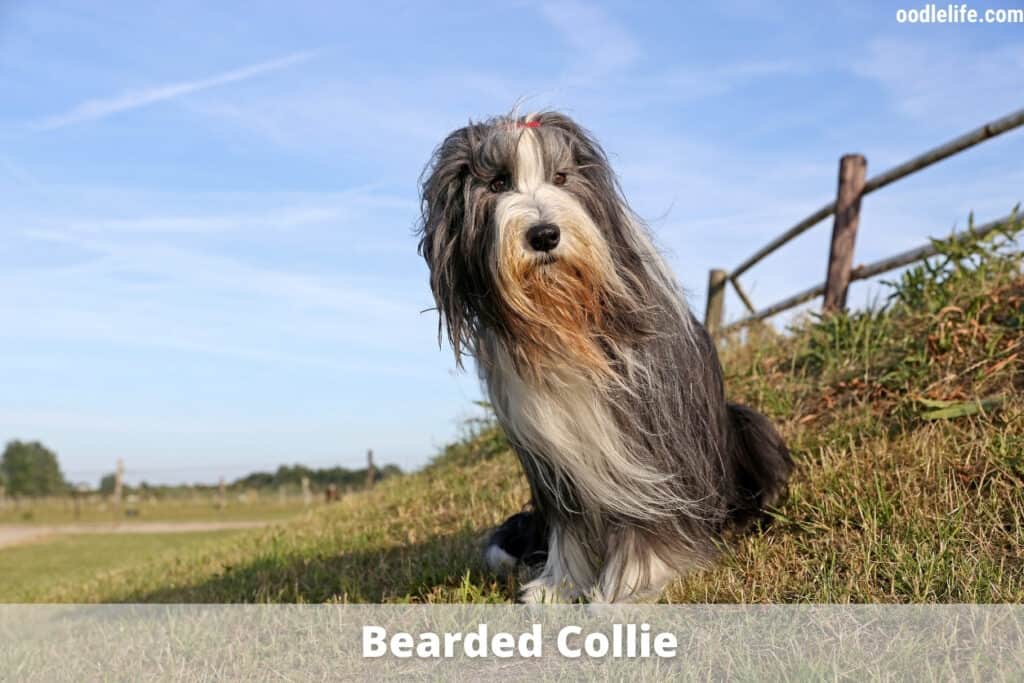 bearded collie dog