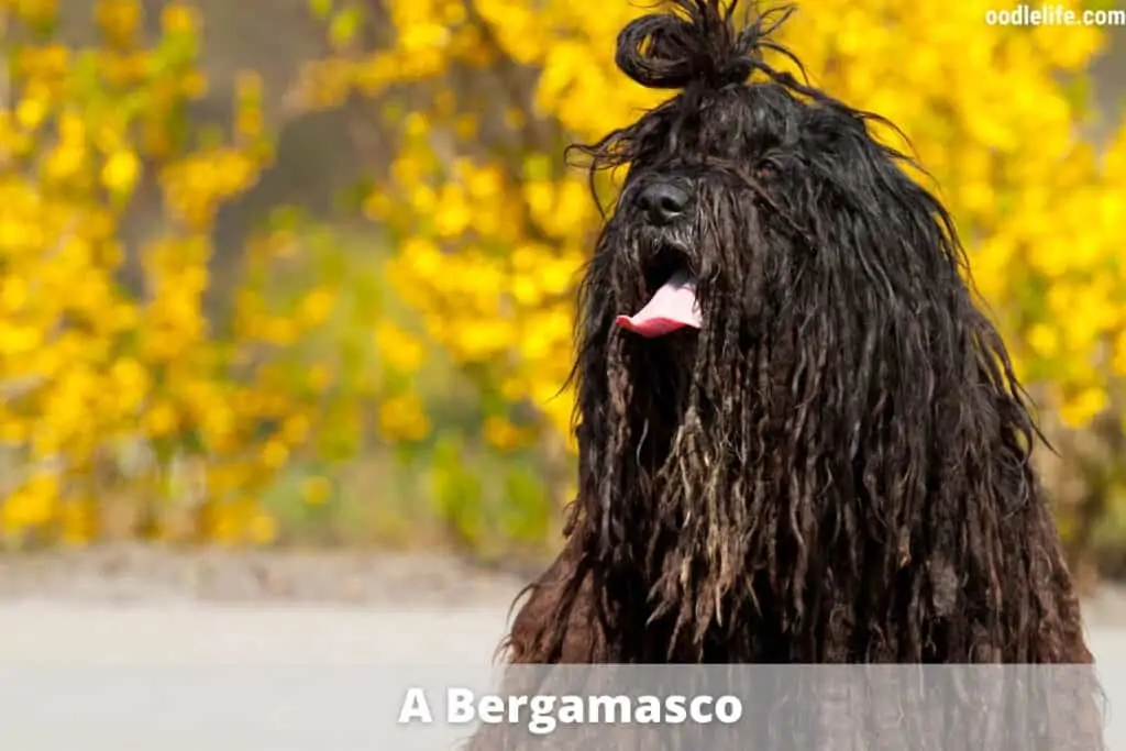 bergamasco mop dog