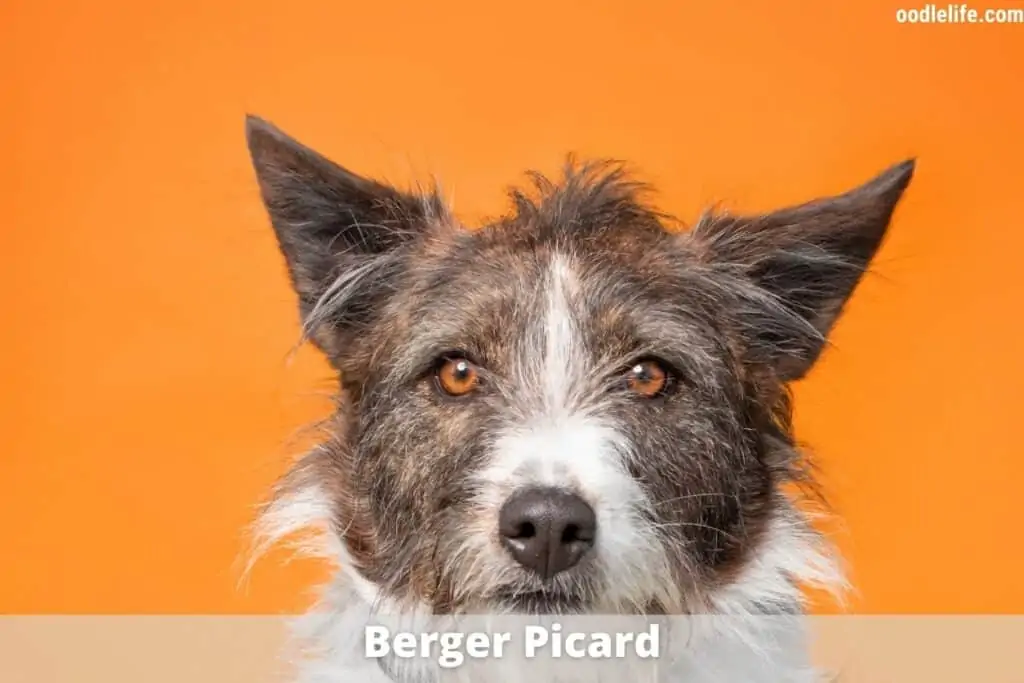 berger picard studio photo