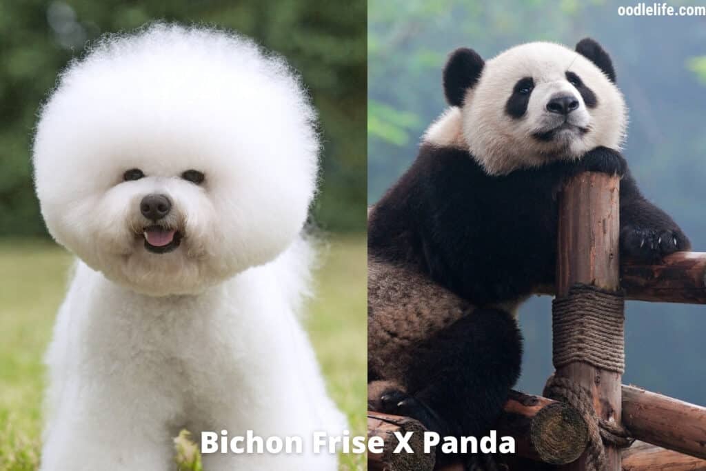 bichon frise panda dog