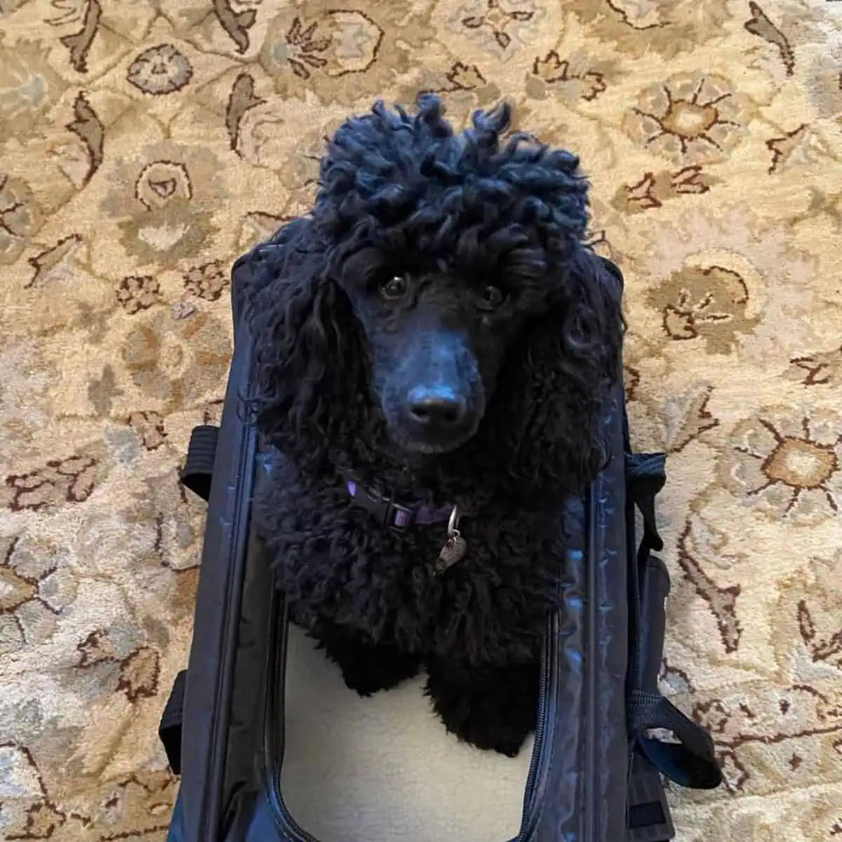 black Poodle in the bag