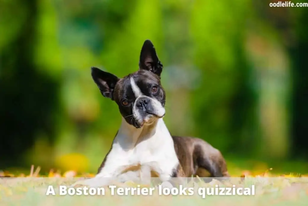 boston terrier outdoors