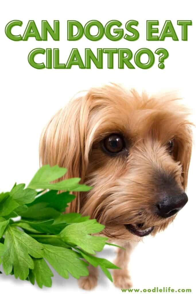 can dogs eat cilantro