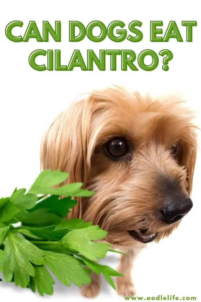 can dogs eat cilantro