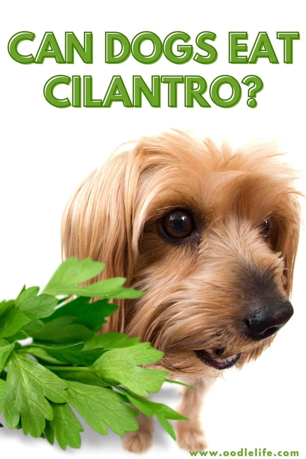 Can Dogs Eat Cilantro? [Benefits] Oodle Life