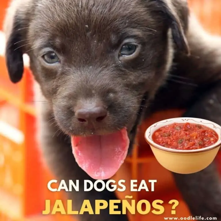 Can Dogs Eat Jalapenos?