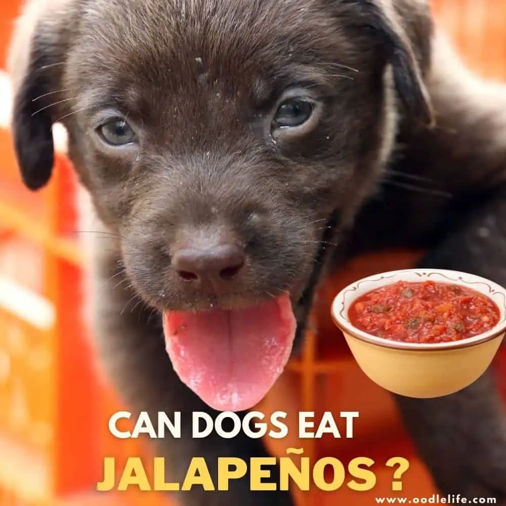can dogs eat jalapenos