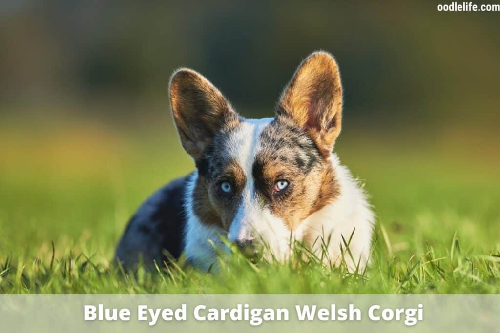 blue eyed cardigan welsh corgi