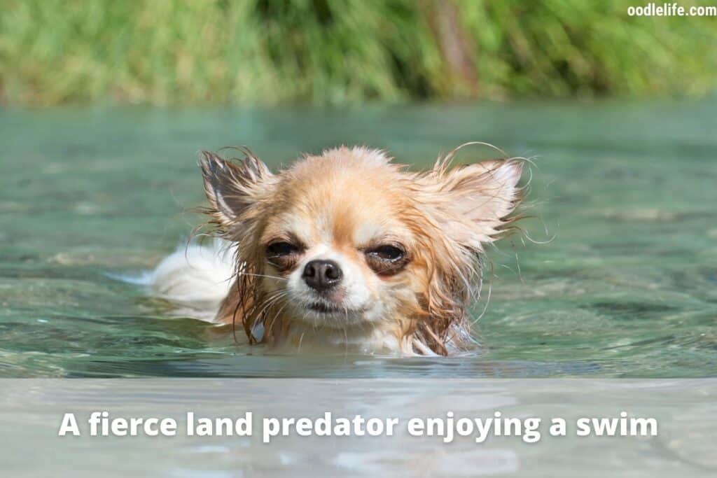 can-dogs-hold-their-breath-keepingdog