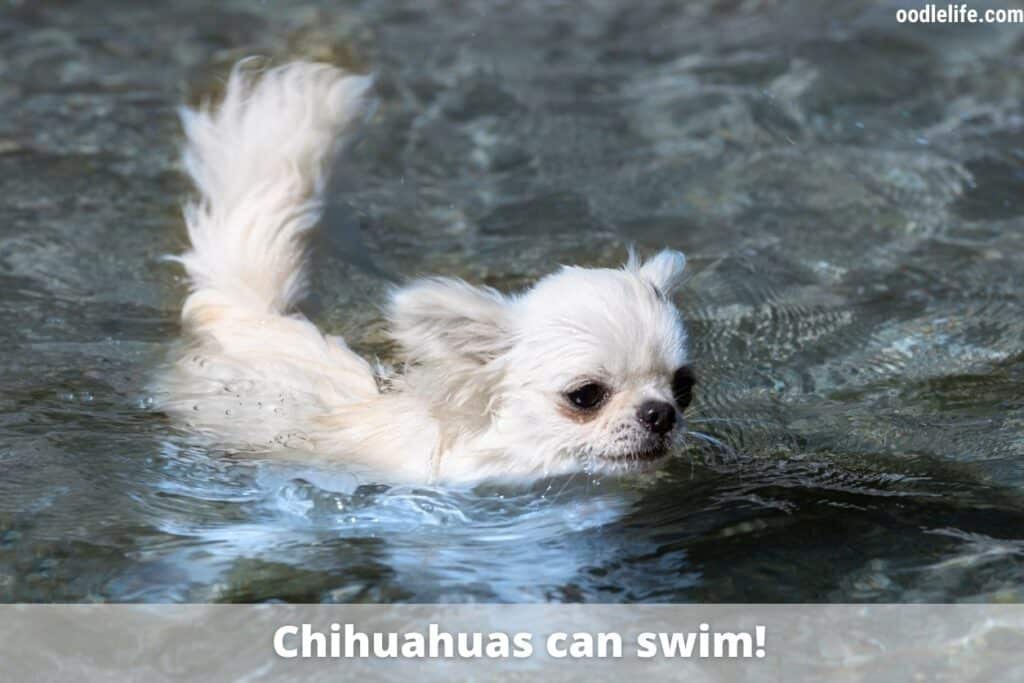 white chihuahua in a pool
