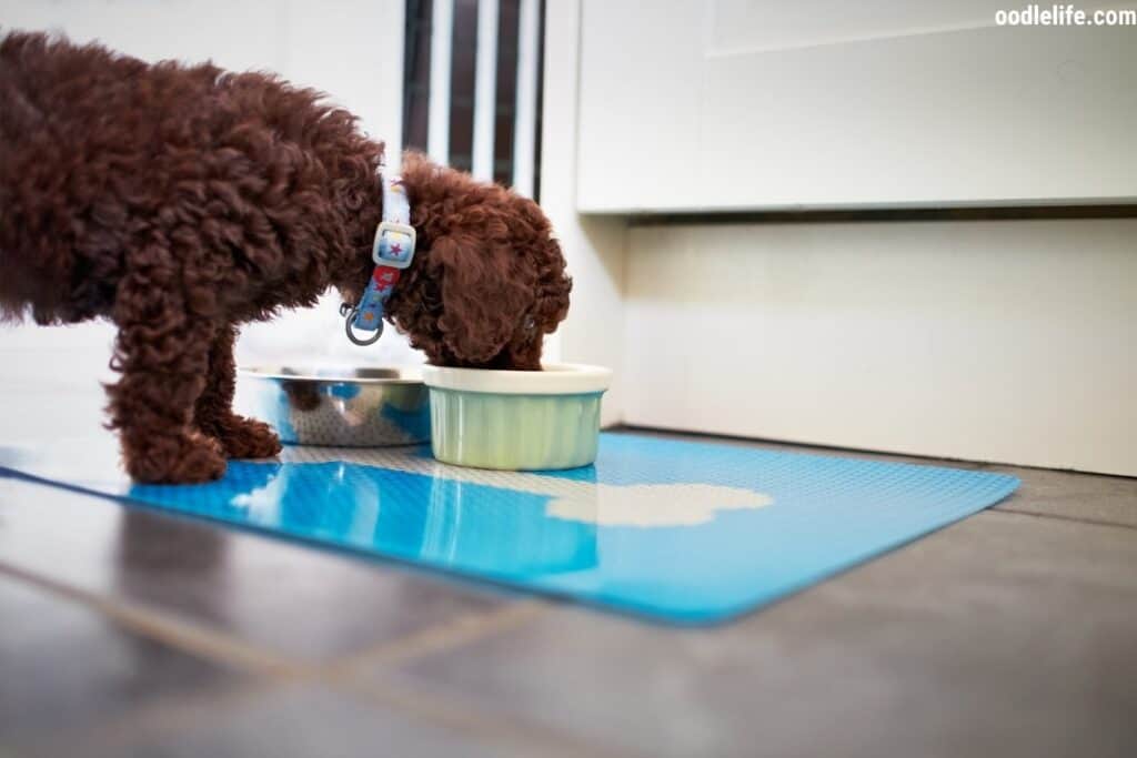 chocolate toy poodle eats food from a bowl