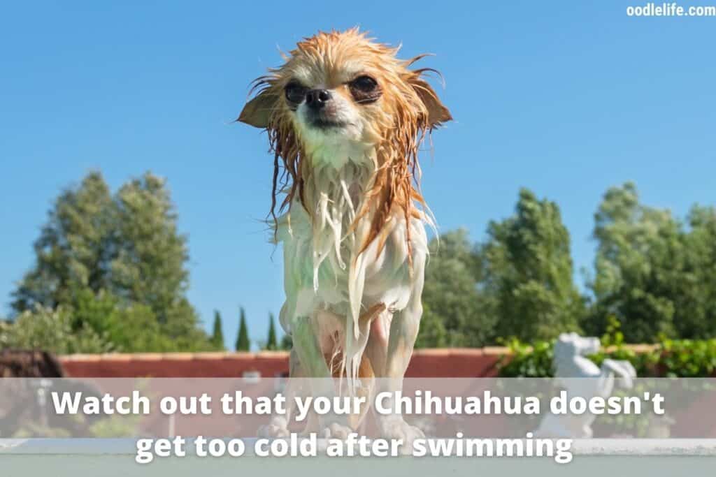 chiahuahua swimming cold