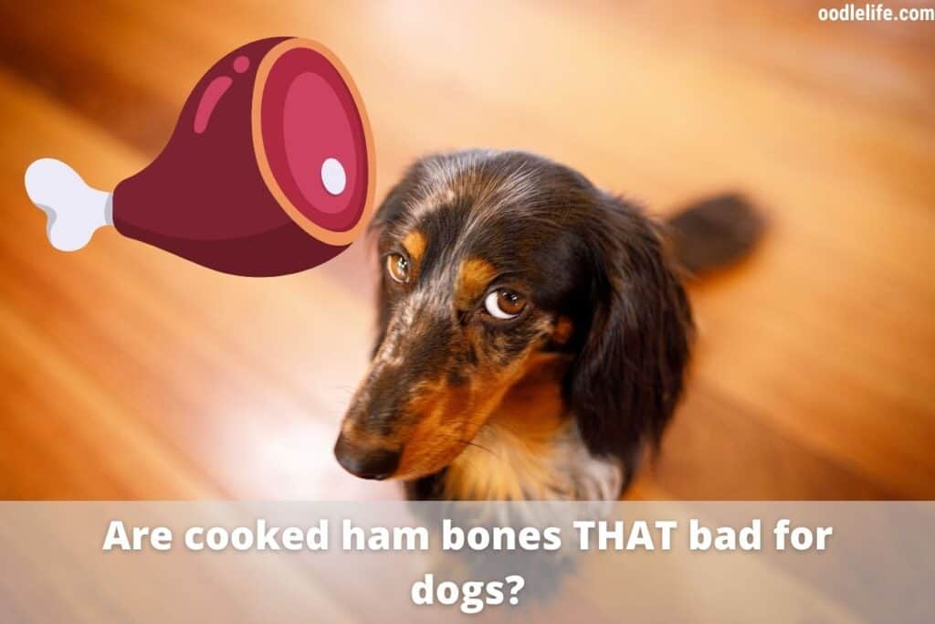 Can a dog get sick from a ham bone?