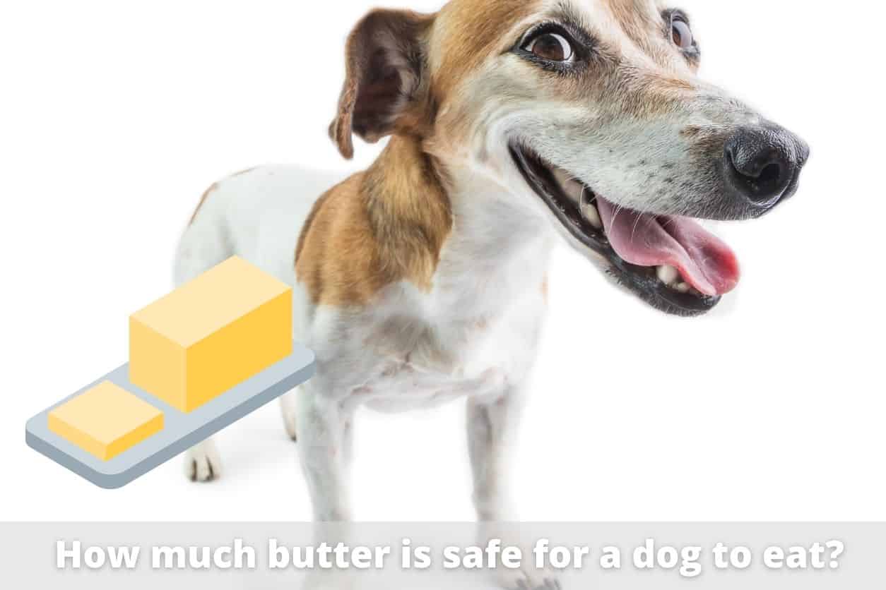 can a dog eat butter