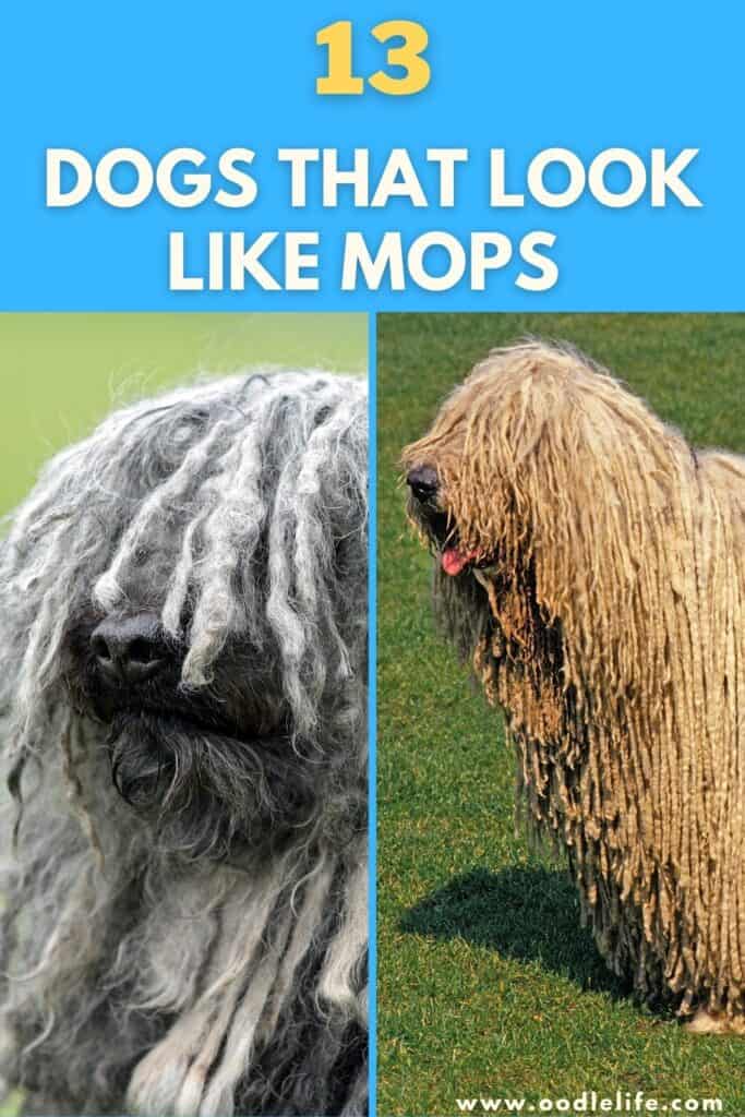 dogs that look like mops