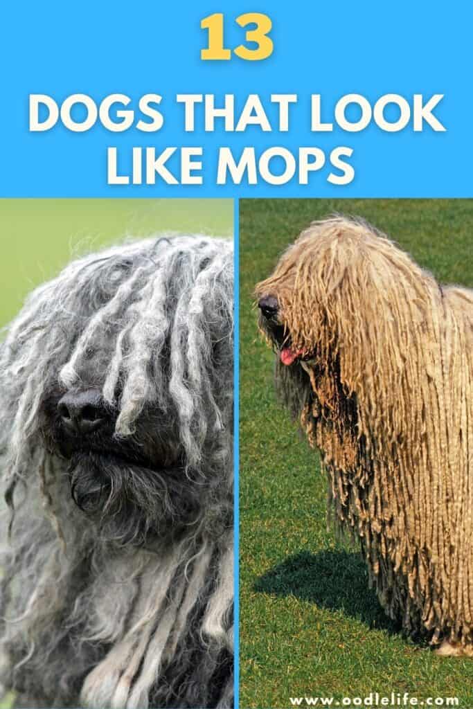 13 Dogs That Look Like Mops (with Photos) Oodle Life