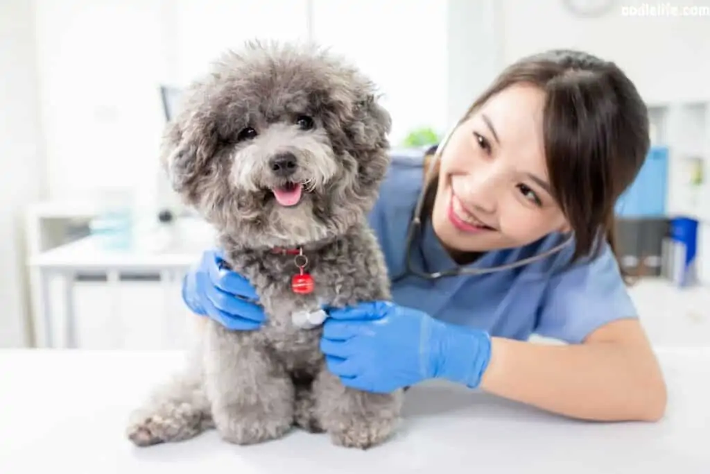 gray poodle happy at the vet