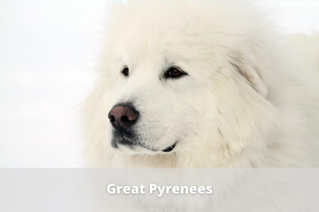 great pyrenees dog