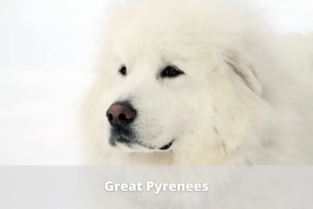 great pyrenees dog