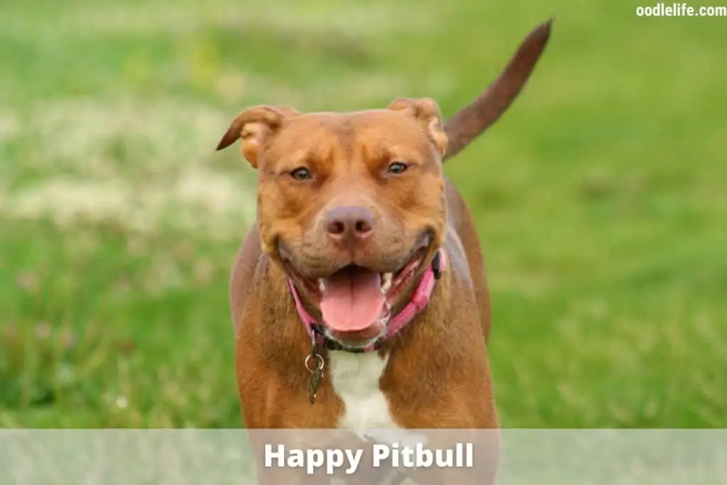 a happy pitbull runs in grass