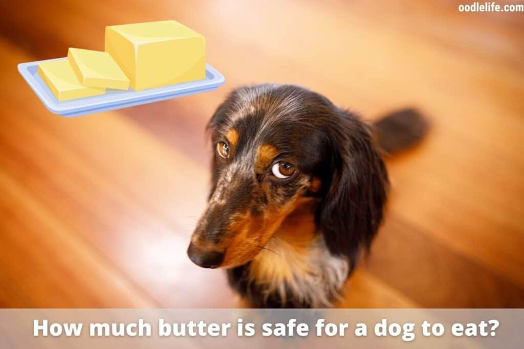 can a dog eat butter