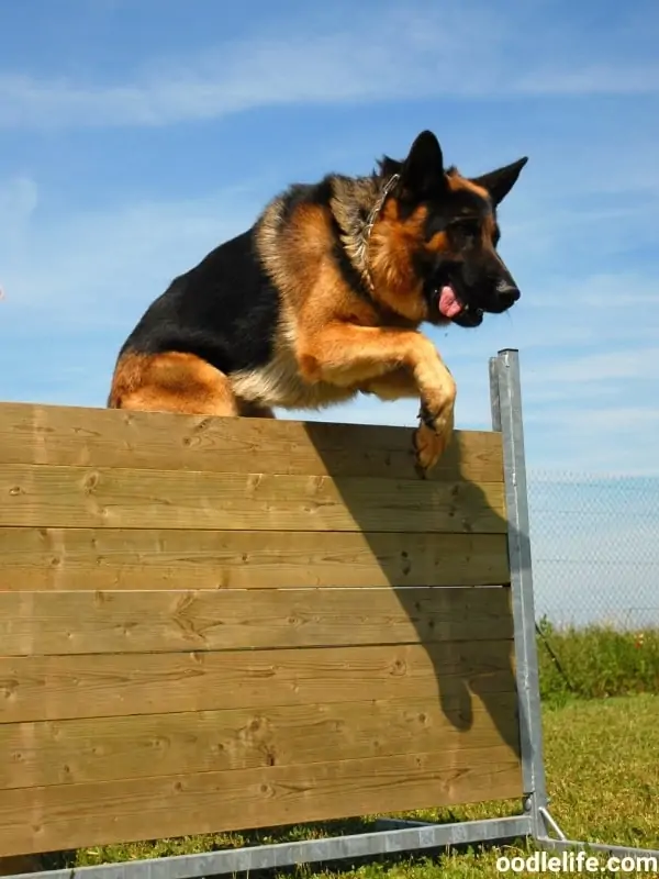 jumping german shepherd