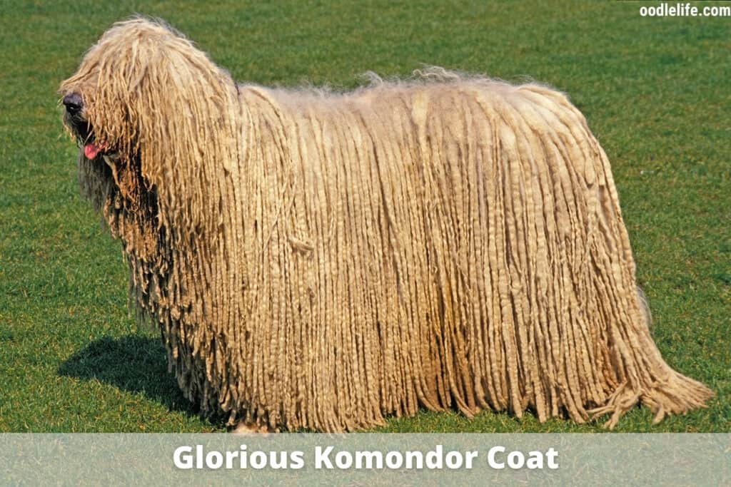 Komondor dog with a mop coat