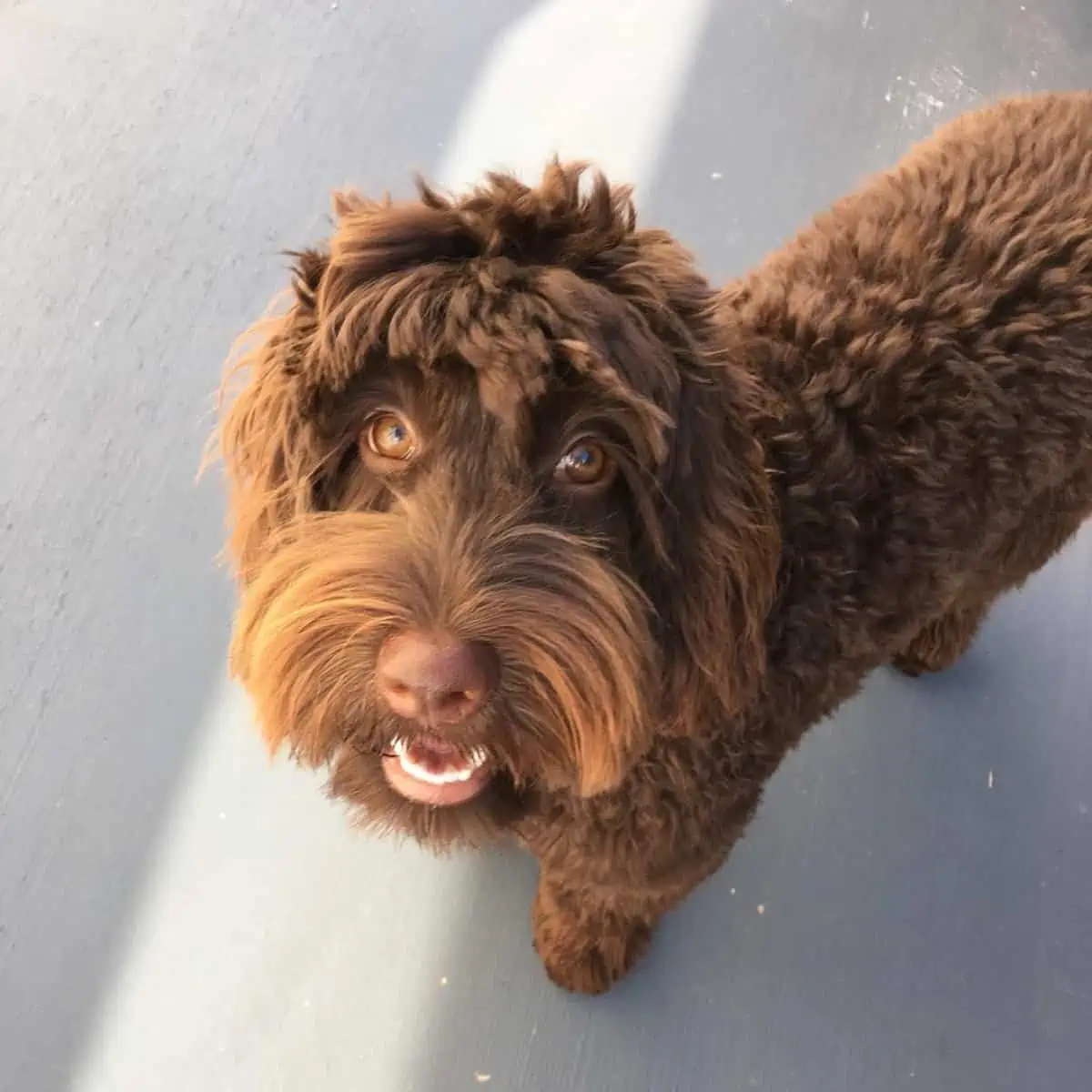 Labradoodle puppy asks treat