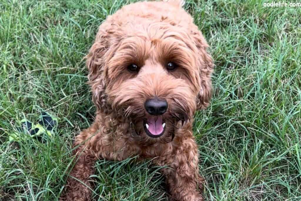 labradoodle puppy apricot happy on grass