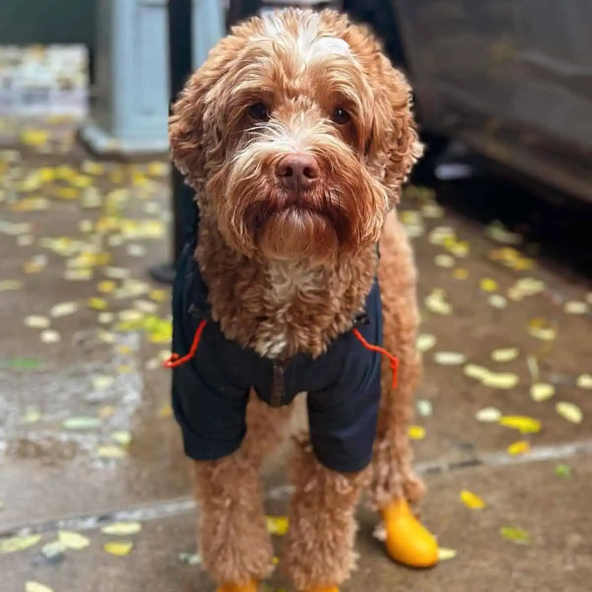 Labradoodle ready for the rain