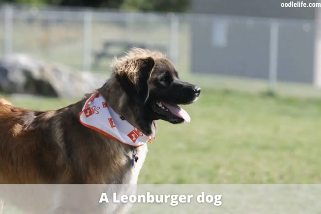 leonburger dog