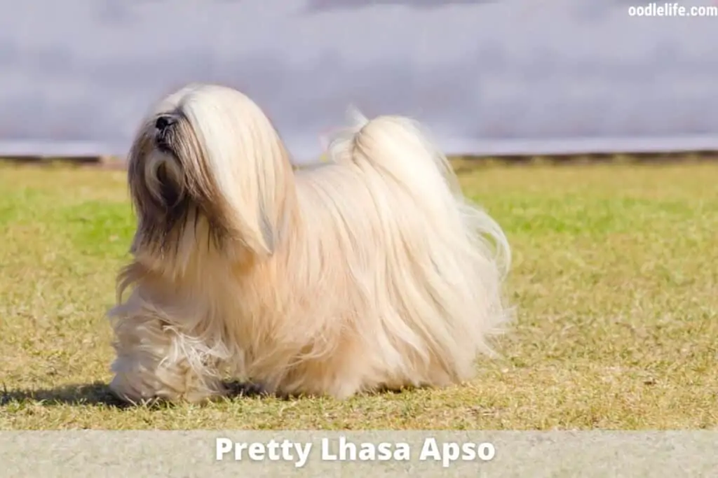 lhasa apso