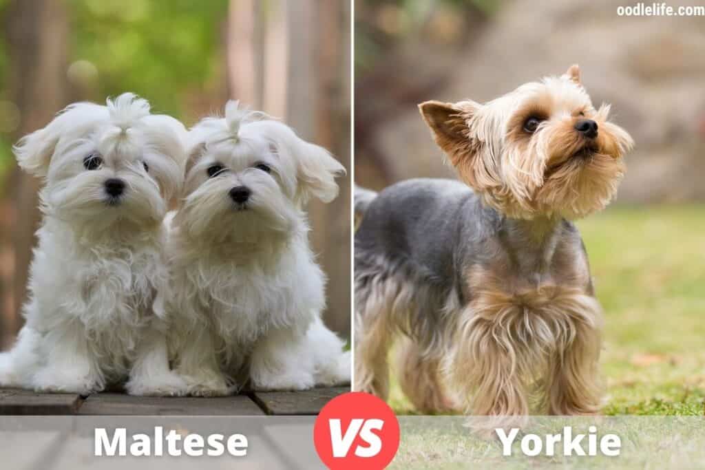 malese and yorkie puppy